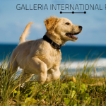 Galleria International Realty